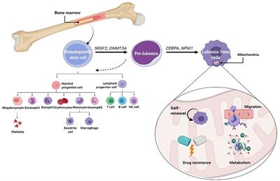 Mitochondrial Effects on Seeds of Cancer Survival in Leukemia